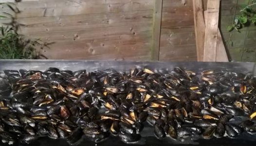 Moules à la plancha façon Pibalous Moules à la plancha façon Pibalous
